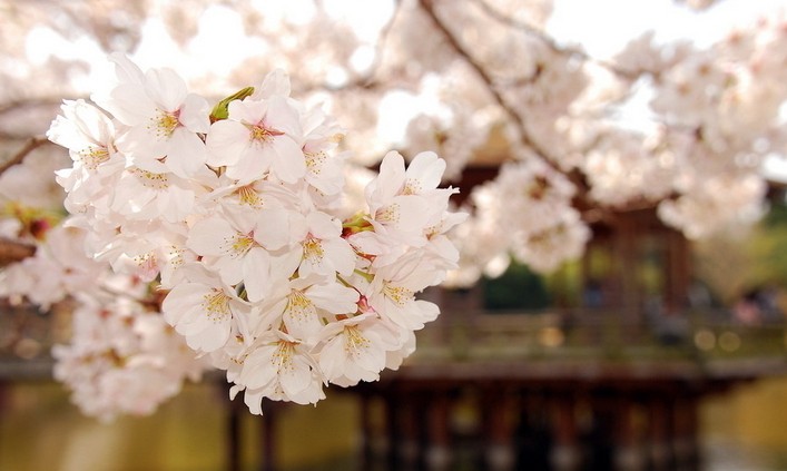 武汉大学樱花什么时候开 樱花的花语大全